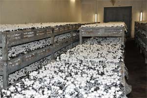 600 Tonnen Champignons werden pro Jahr in Sprötau produziert 