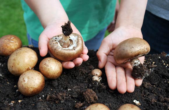 Pilze in Echtzeit wachsen sehen und auch mal anfassen – das bietet das Schulprojekt des BDC.